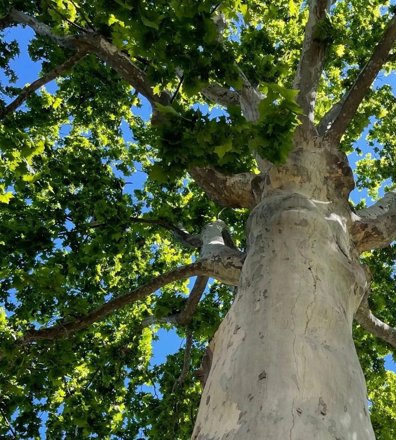 Platane avec son feuillage Photo en contre plongé d'un platane et ciel bleu