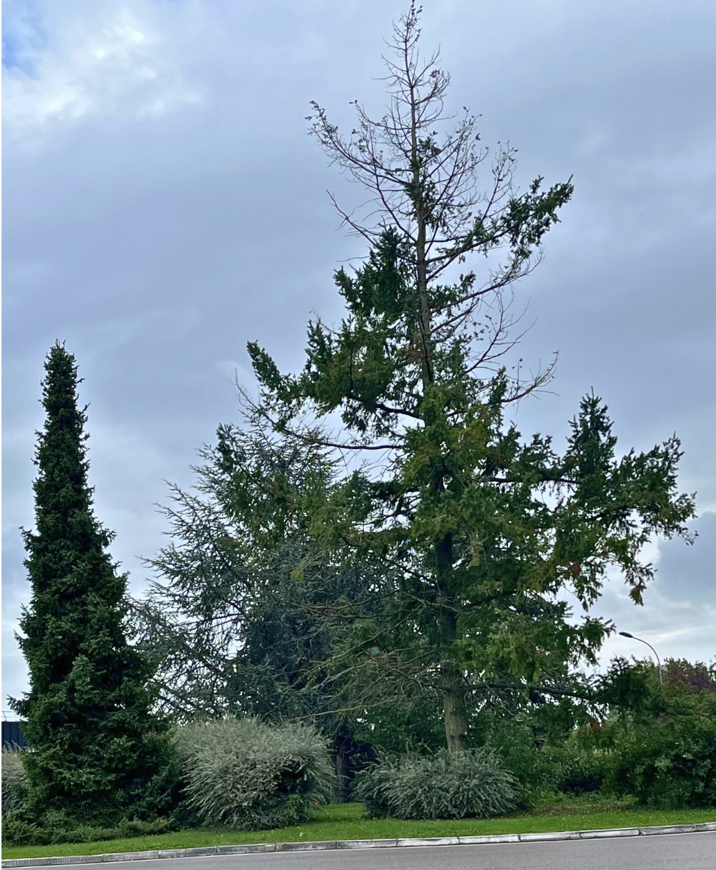 Arbre en mauvais état, présentant des signes visibles de dépérissement, avec branches dégarnies et cime affaiblie.