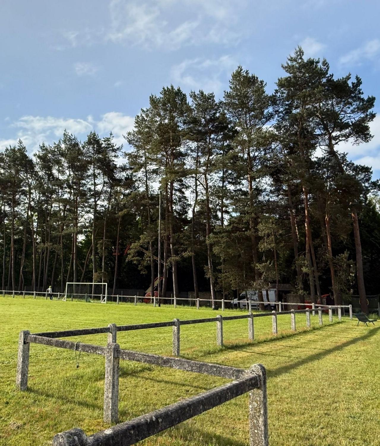 Alignement de pins dans un stade de foot en plein air 