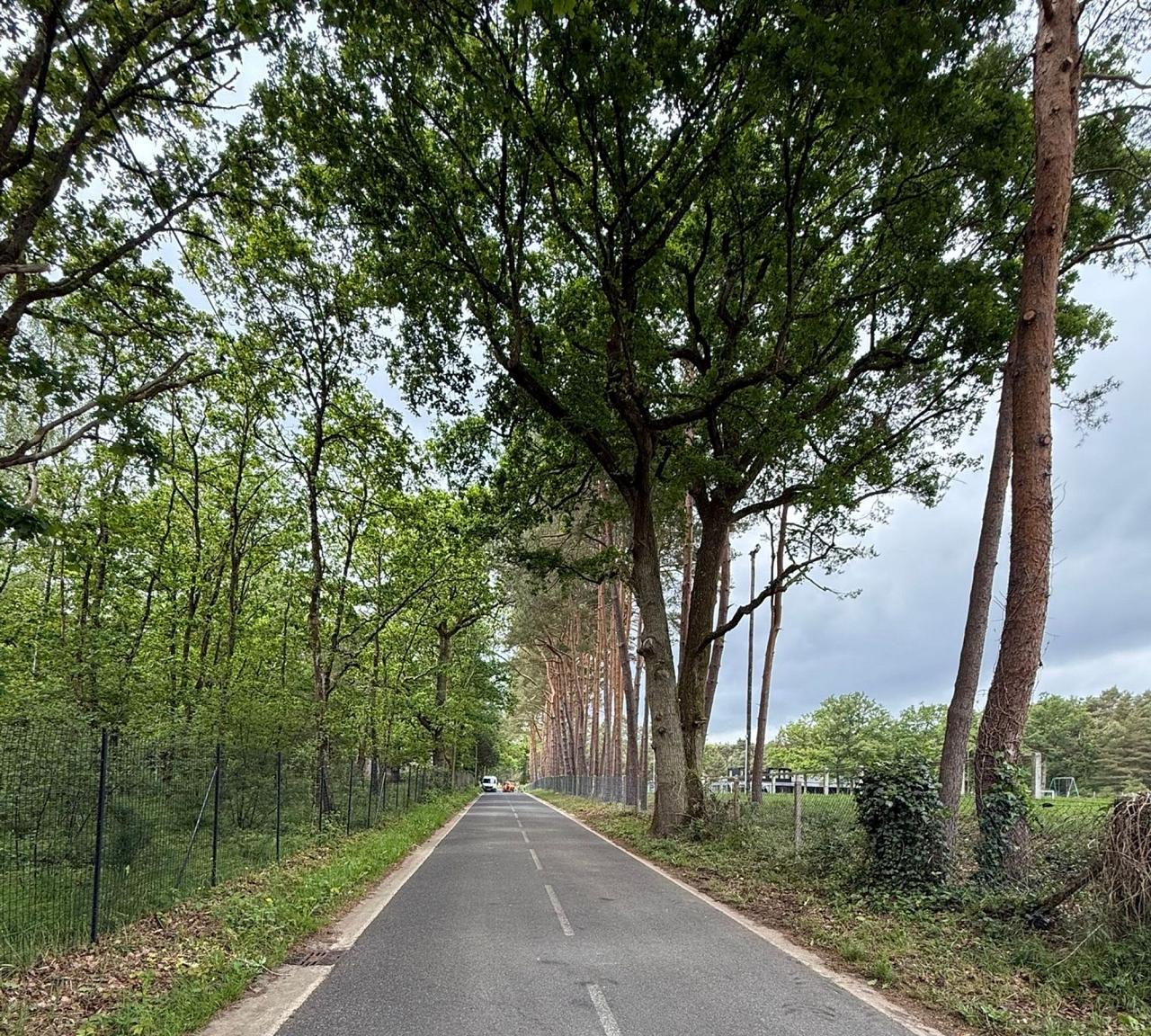 Route entourée d'arbres