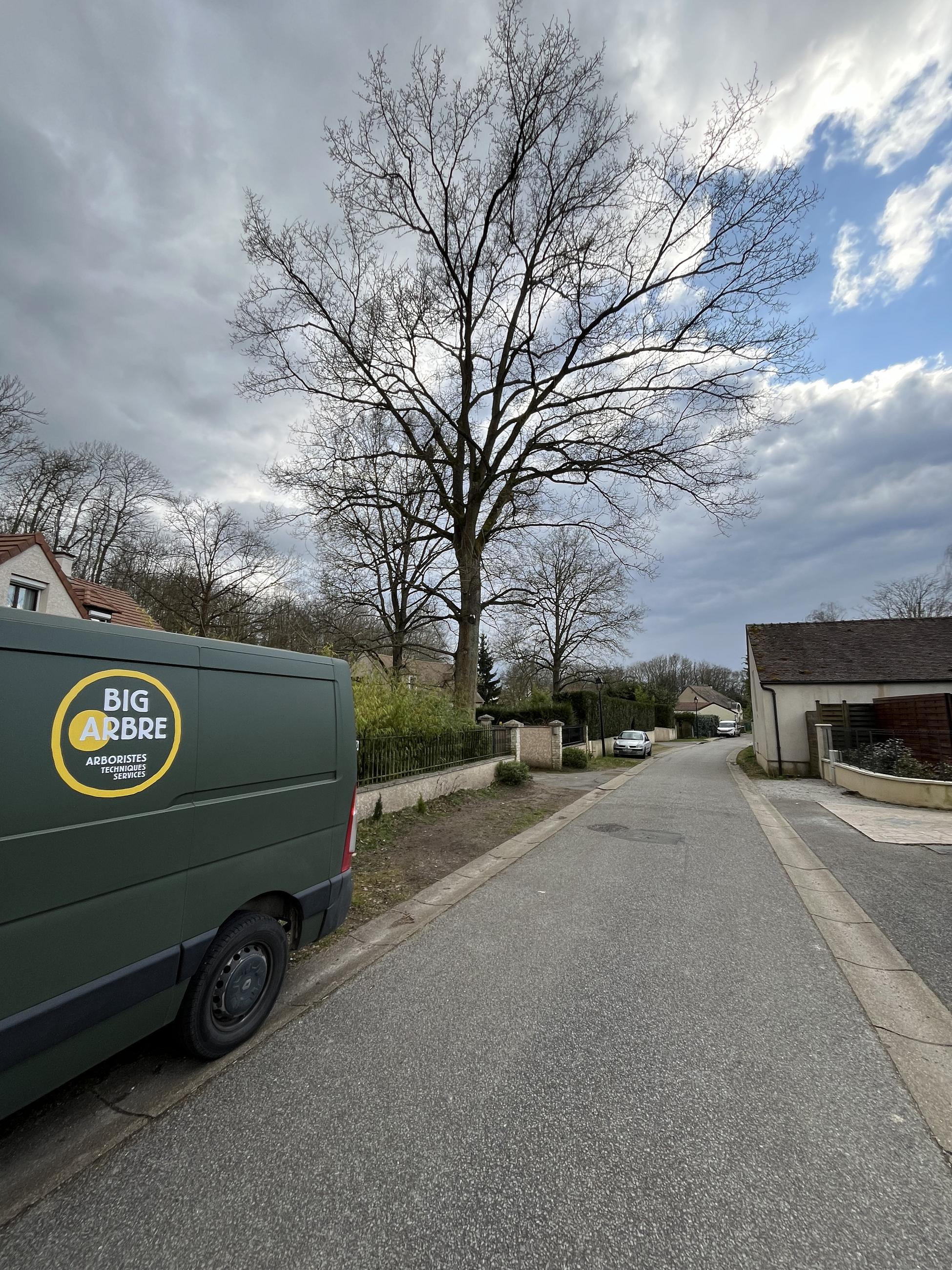 Taille sanitaire d'un chêne en limite mitoyenne 
