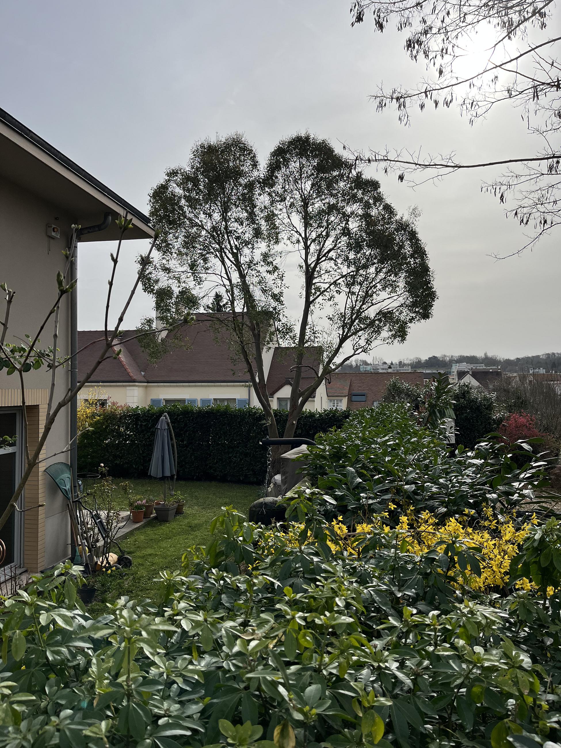 Taille d'éclaircis d'eucalyptus en limite de propriété pour cohabitation