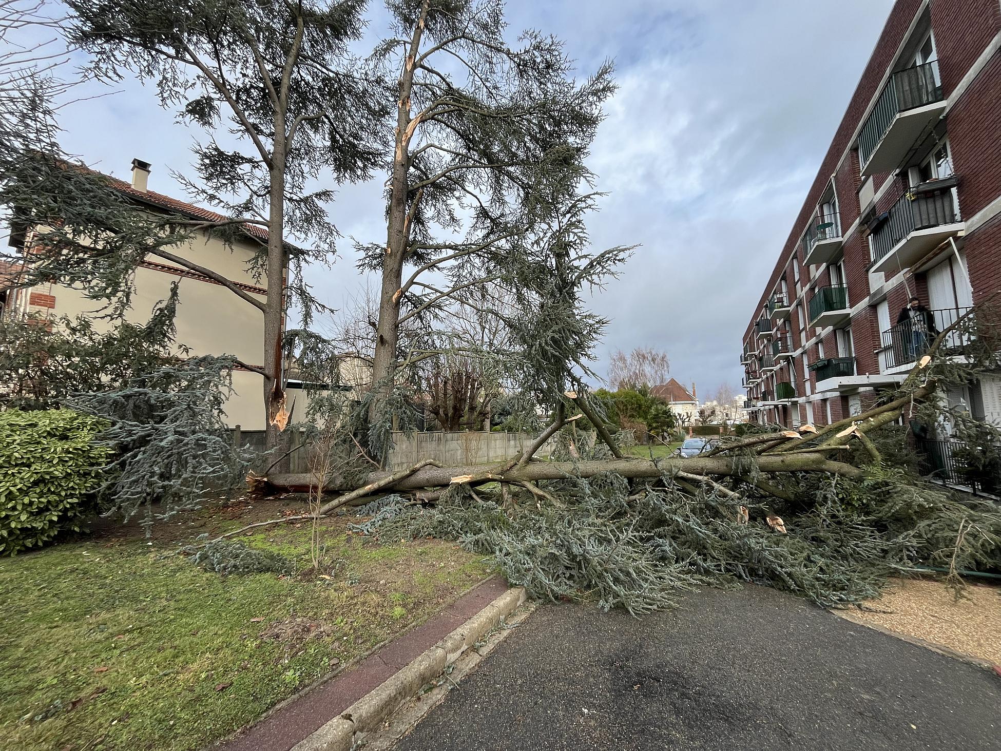 arbre couché sur une allée dans une résidence, bloquant le chemin, et mettant en danger certains habitants.