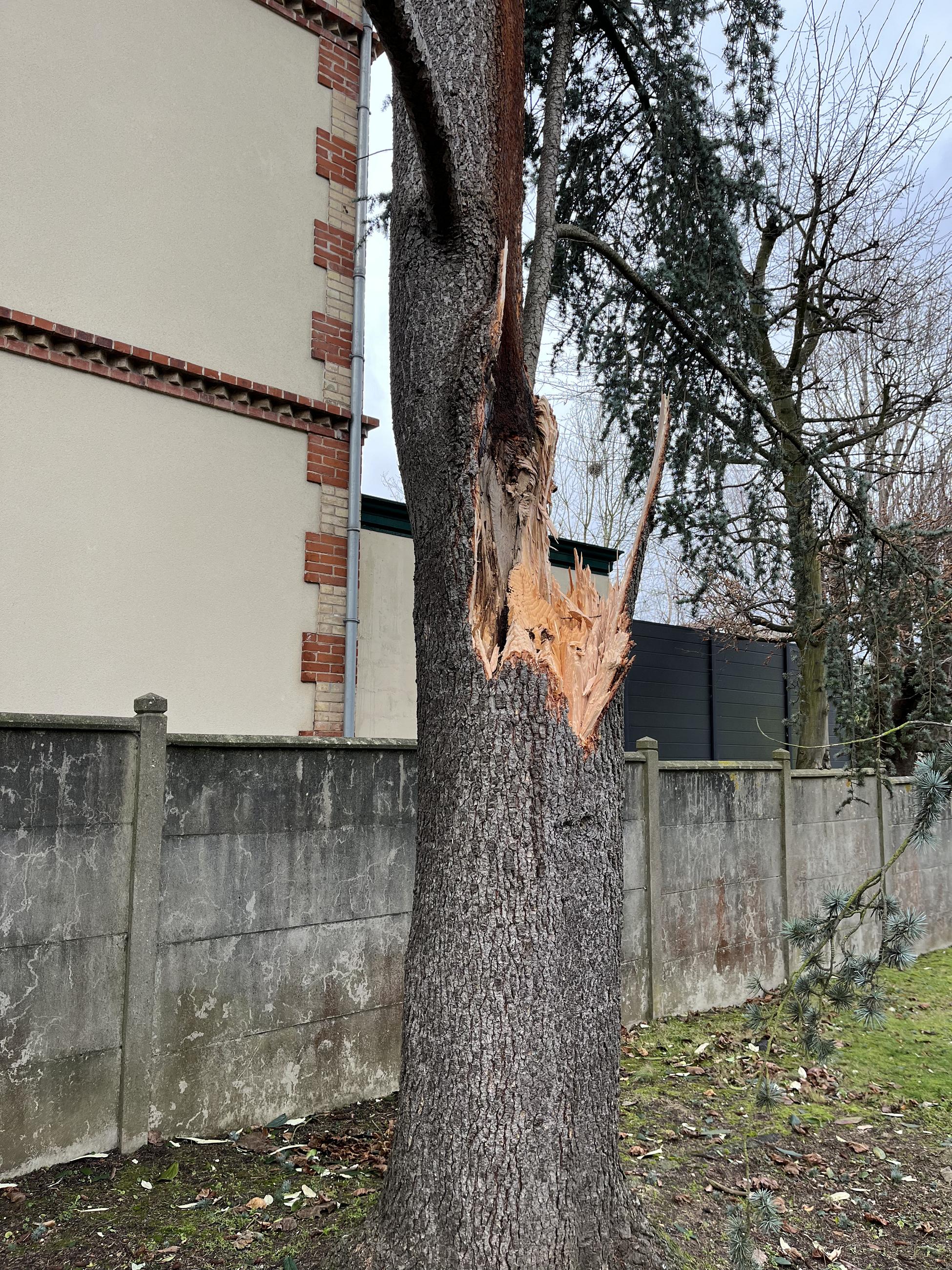un arbre abîmé atteint d'écorce incluse, séparé en deux suite à des épisodes de vents violents.