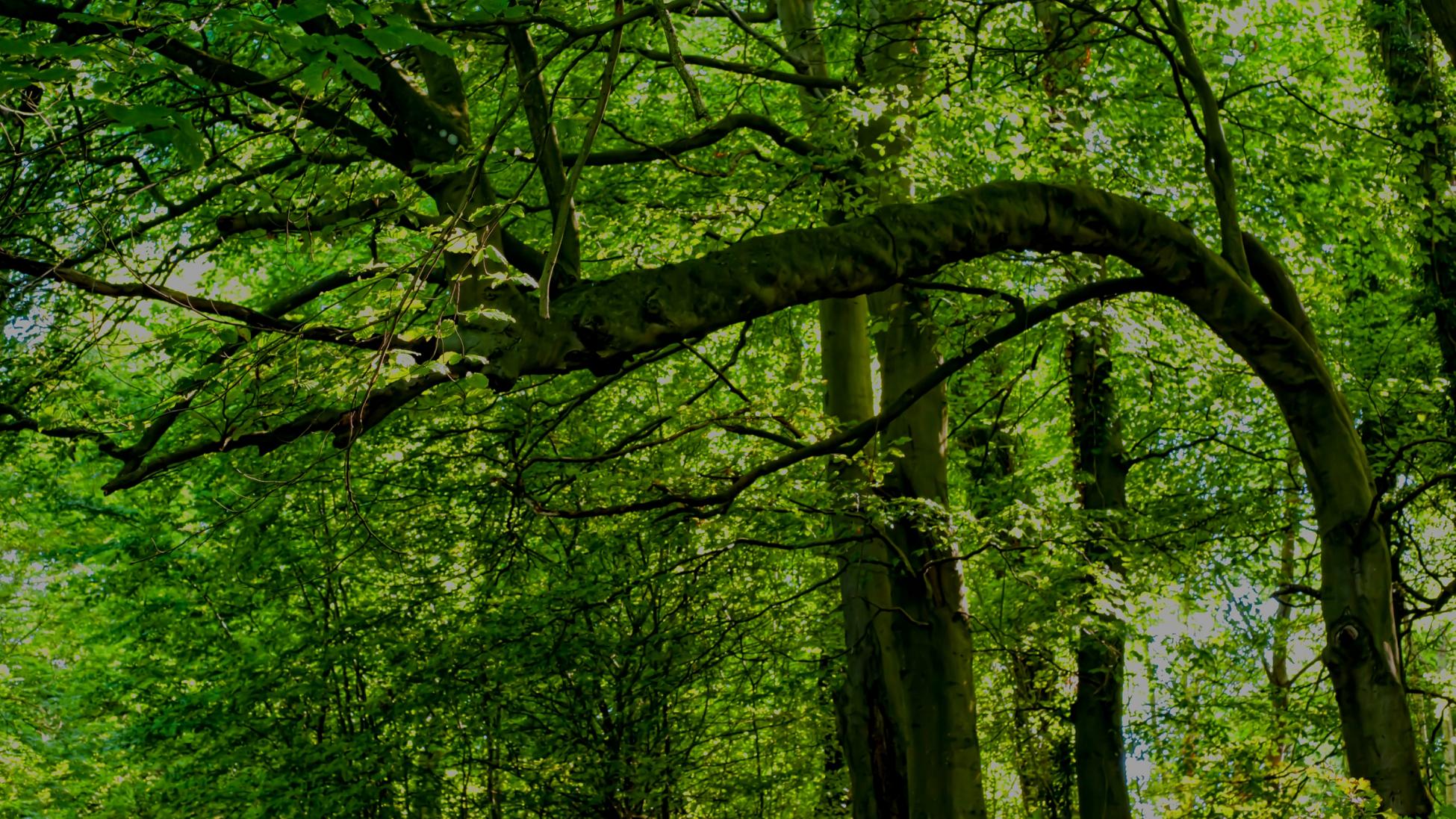 arbre plié dans une forêt suite à de forts épisodes de vents.
