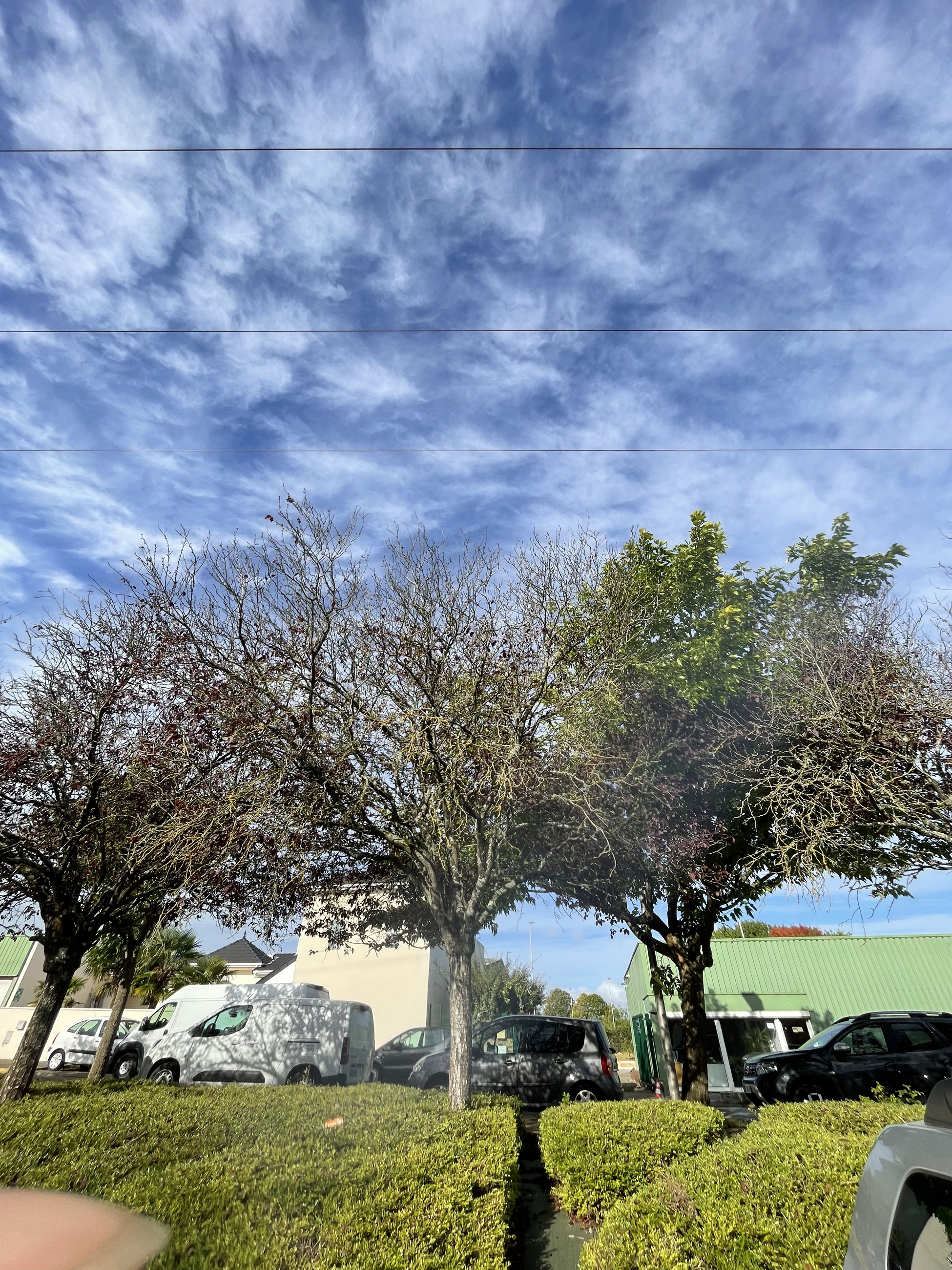 Alignement d'arbres montrant un feuillage clairsemé et desséché, symptôme d'un stress hydrique après l'été.