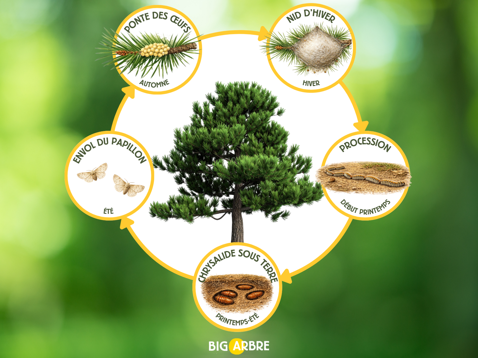 Schéma du cycle de vie des chenilles processionnaires du pin 