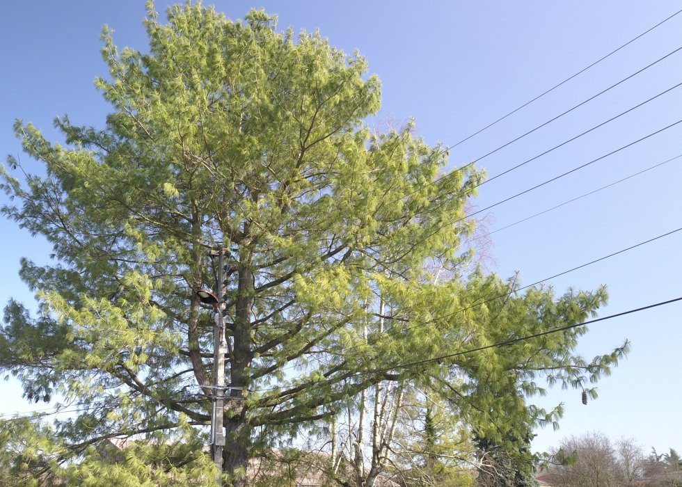 Abattage d'un arbre
