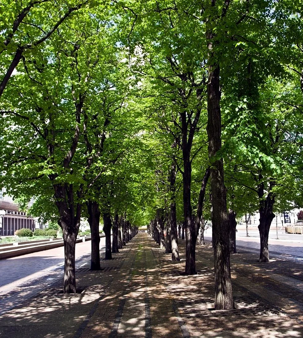 Zone d'ombre crée par les arbres