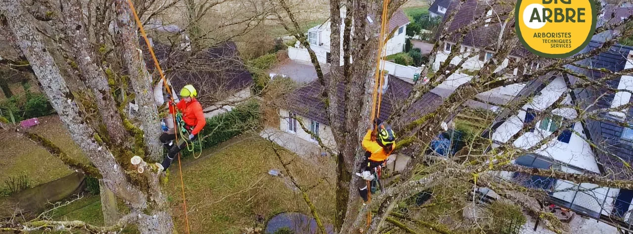 deux Elagueurs dans un bouquet de chênes suspendu en Intervention