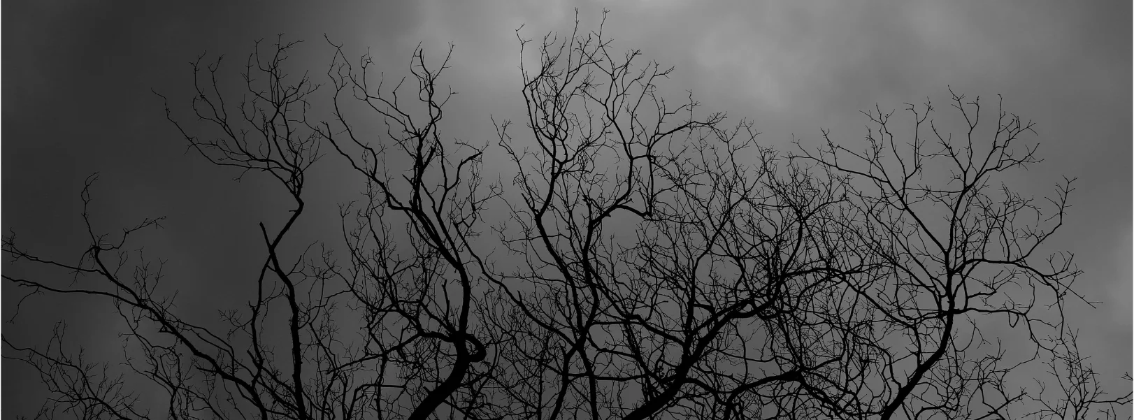 photo en contre-plongée du houppier sec de l'arbre, sur un fond de début de tempête assez alarmant