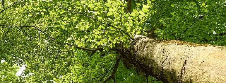 Vue en contre-plongée du tronc et du houppier d'un arbre adulte illustrant sa structure et son développement