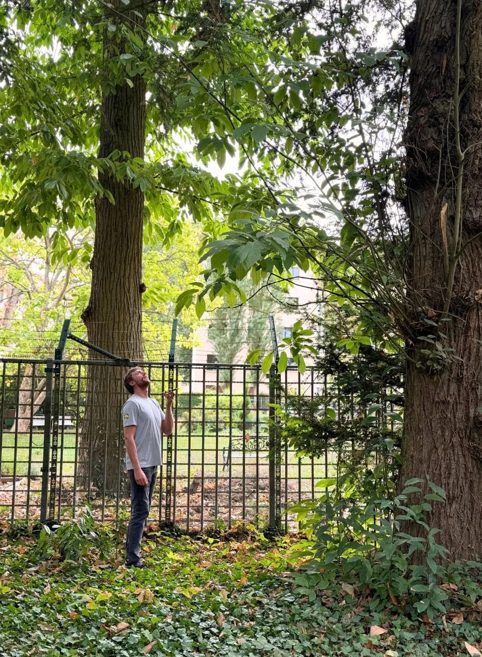 Homme au pied d'un arbre regardant en l'air 