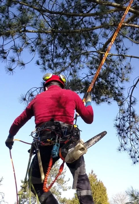 Arboriste élagueur dans un arbre : taille douce et raisonnée 
