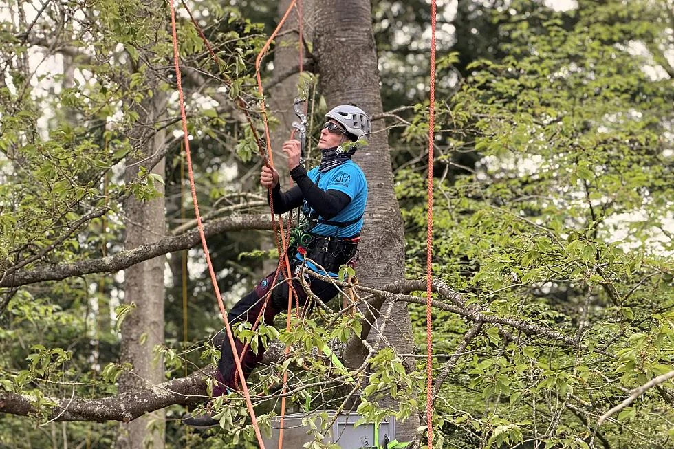 Arboriste-grimpeur-dans-un-arbre