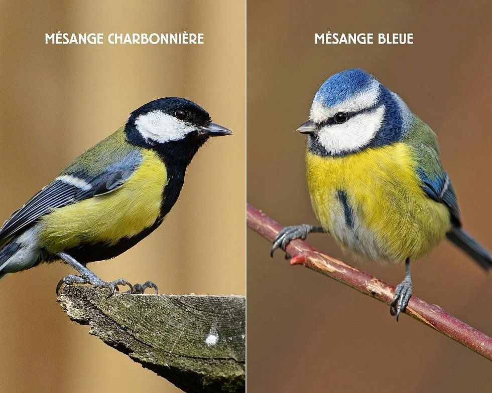 Mésange charbonnière et mésange bleue ennemies naturelles de la processionnaire du pin 