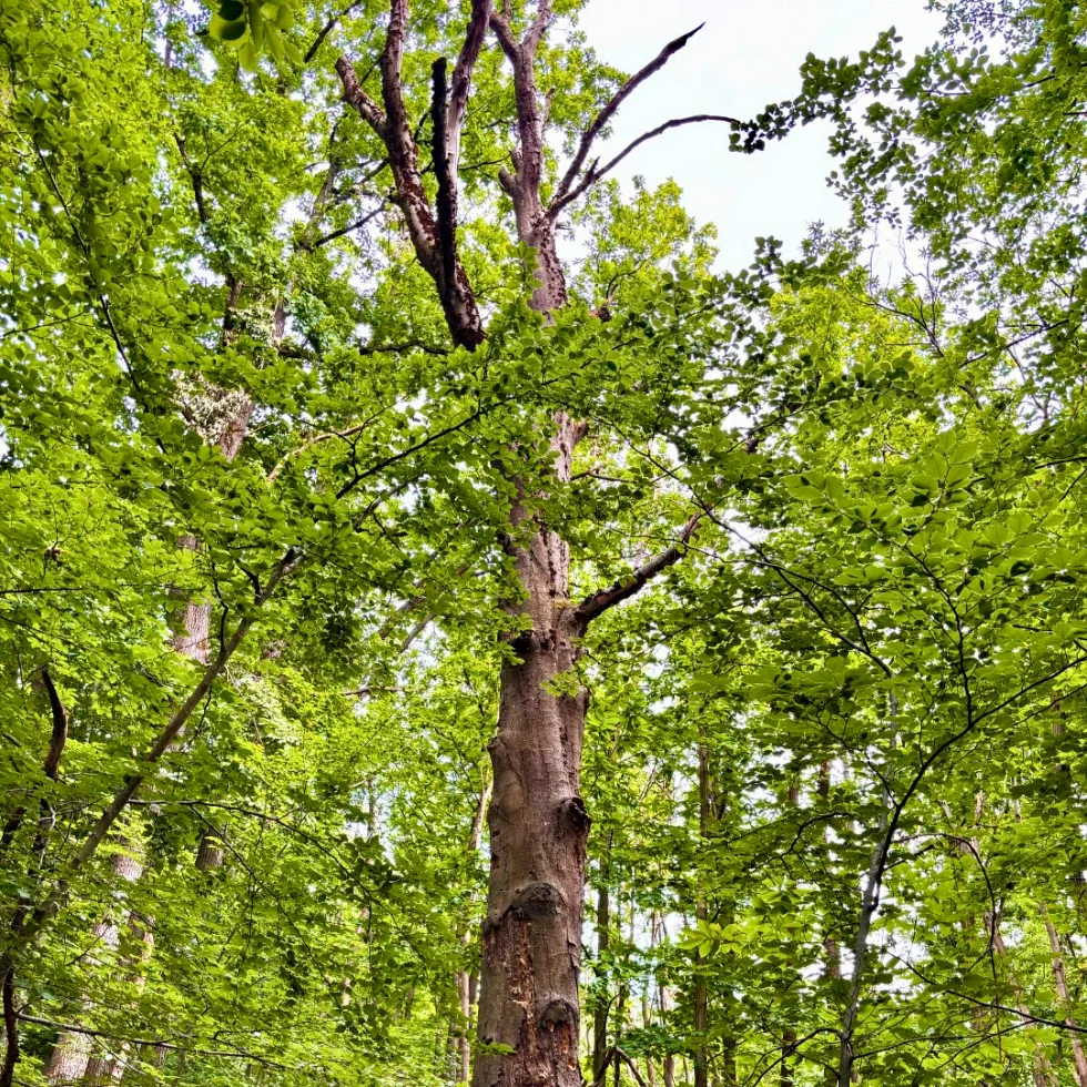 niche écologique en pleine foret 2