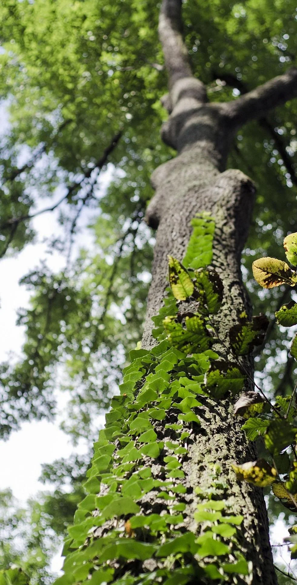 Lierre grimpant le long du tronc d'un arbre illustrant l'interaction entre végétation spontanée et arbre support