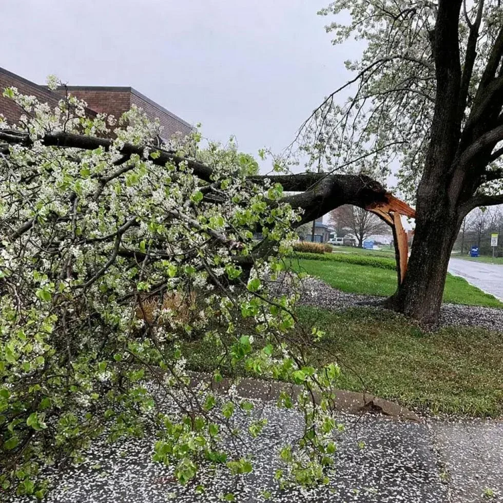 Tronc d'arbre cassé net à la base, conséquence directe de vents forts et de fragilités structurelles non repérées.