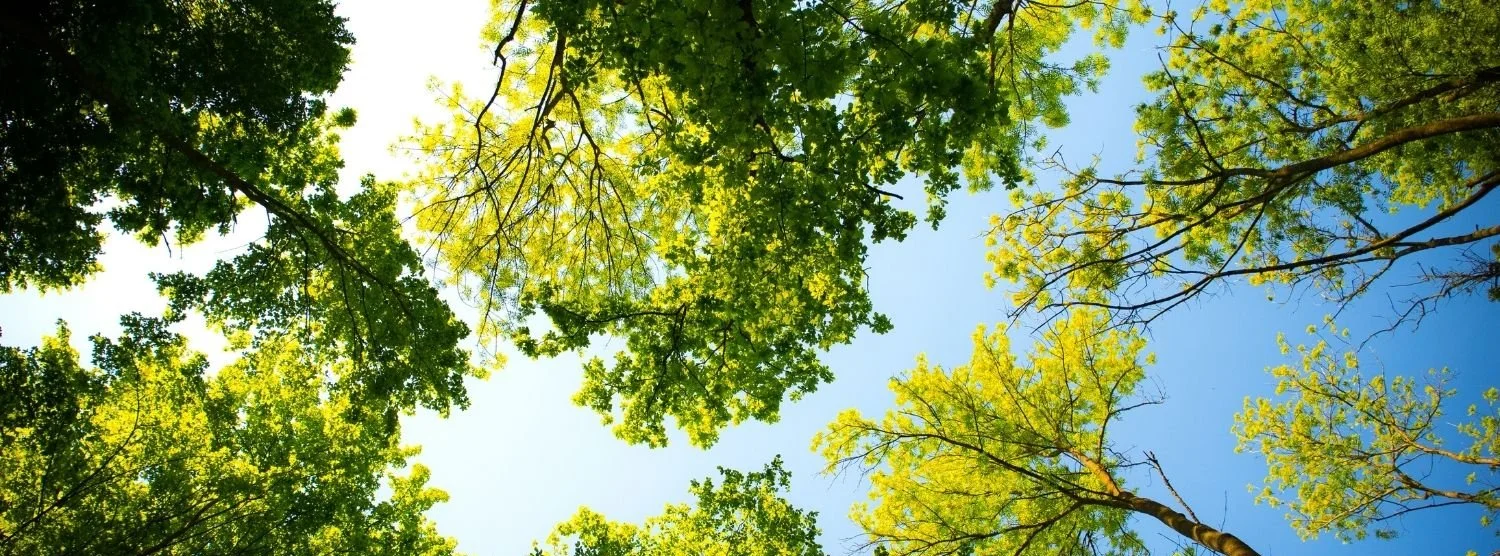 Vue en contre-plongée du tronc et du houppier d'un arbre adulte illustrant sa structure et son développement