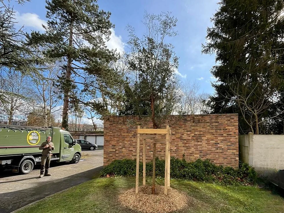 Jeune arbre attaché à un tuteur en bois