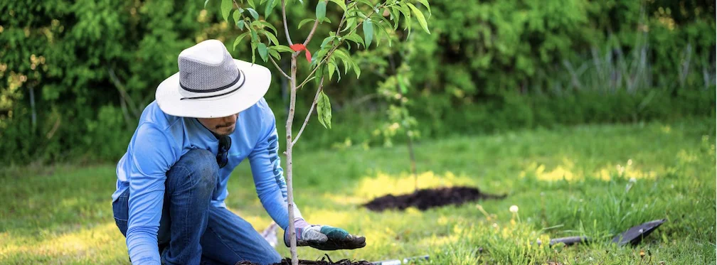 Homme en train de planter un petit arbre dans un jardin