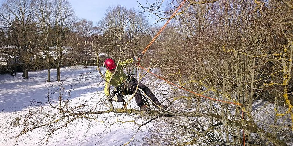 Homme dans un arbre accroché à une corde