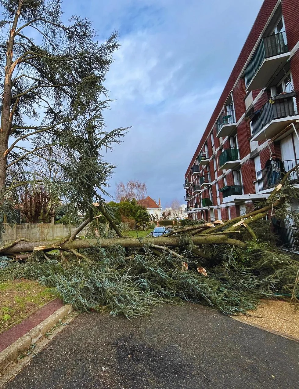arbre couché sur une allée dans une résidence, bloquant le chemin, et mettant en danger certains habitants.