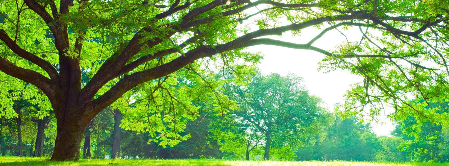 Illustration d'un arbre en espace vert représentant la notion de patrimoine arboré en copropriété