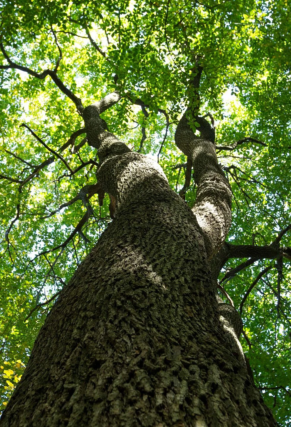 Photo d'arbre en contre plongée, avec tronc crevassé et feuilles 
