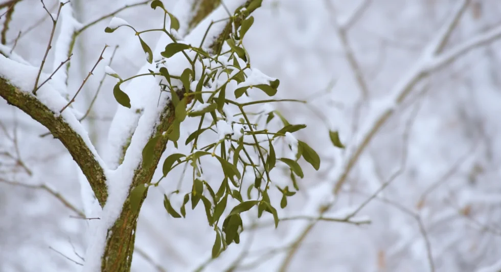 Touffe de gui visible sur un arbre en hiver lorsque les branches sont dépourvues de feuilles