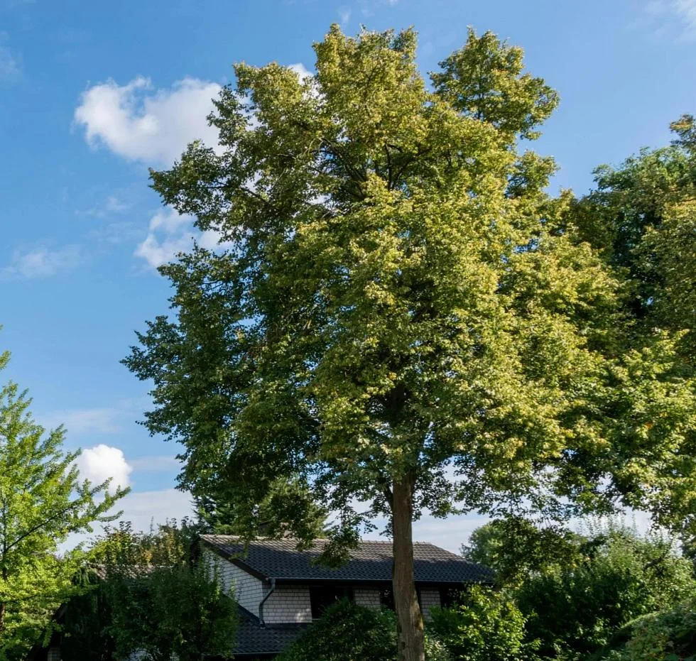Arbre feuillu entouré d'arbres avec maison en brique en arrière plan