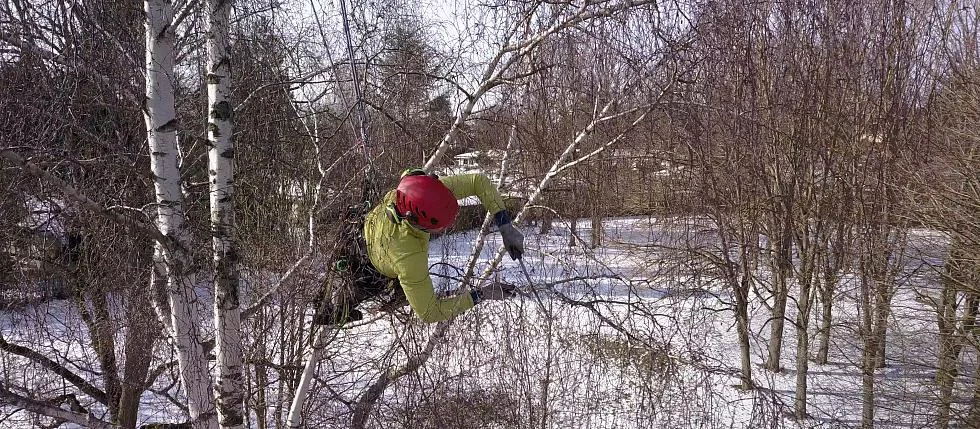 Taille douce de restructuration d'un arbre en hiver