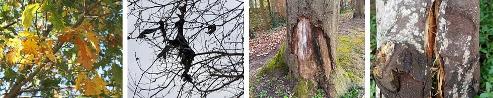 Quatre photos : feuilles d'arbres jaunes, branches mortes, décollement de l'écorce d'un tronc et fissure au niveau d'un tronc