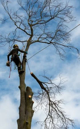 Abattage par démontage en rétention par un arboriste grimpeur Big Arbre 