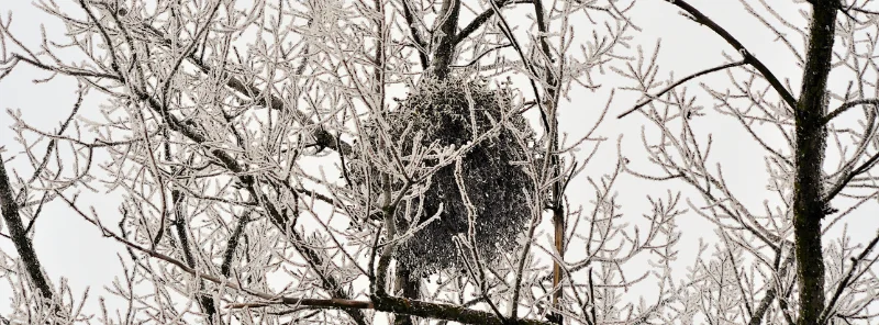 Touffe de gui bien développée visible en hiver sur un arbre hôte sans feuillage