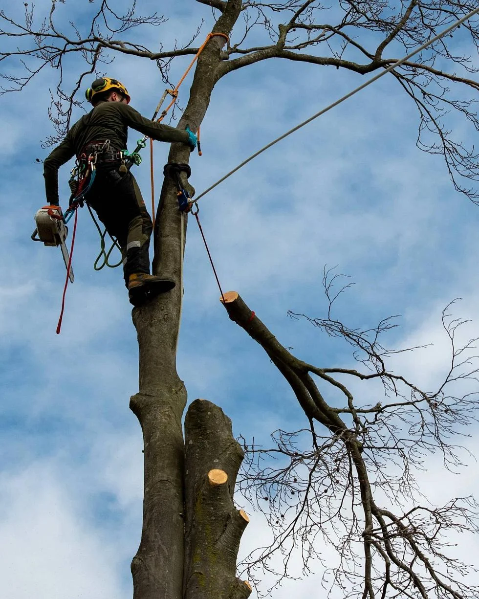 élagueur en haut d'un arbre mort, dans un jardin privé, en train de tronçonner la partie haute du tronc