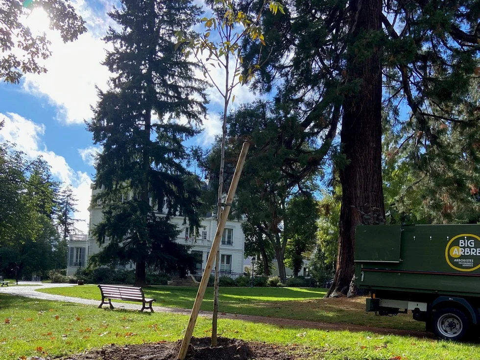 photo prise d'une plantation d'un jeune Noyer sur le sol privée d'une Mairie