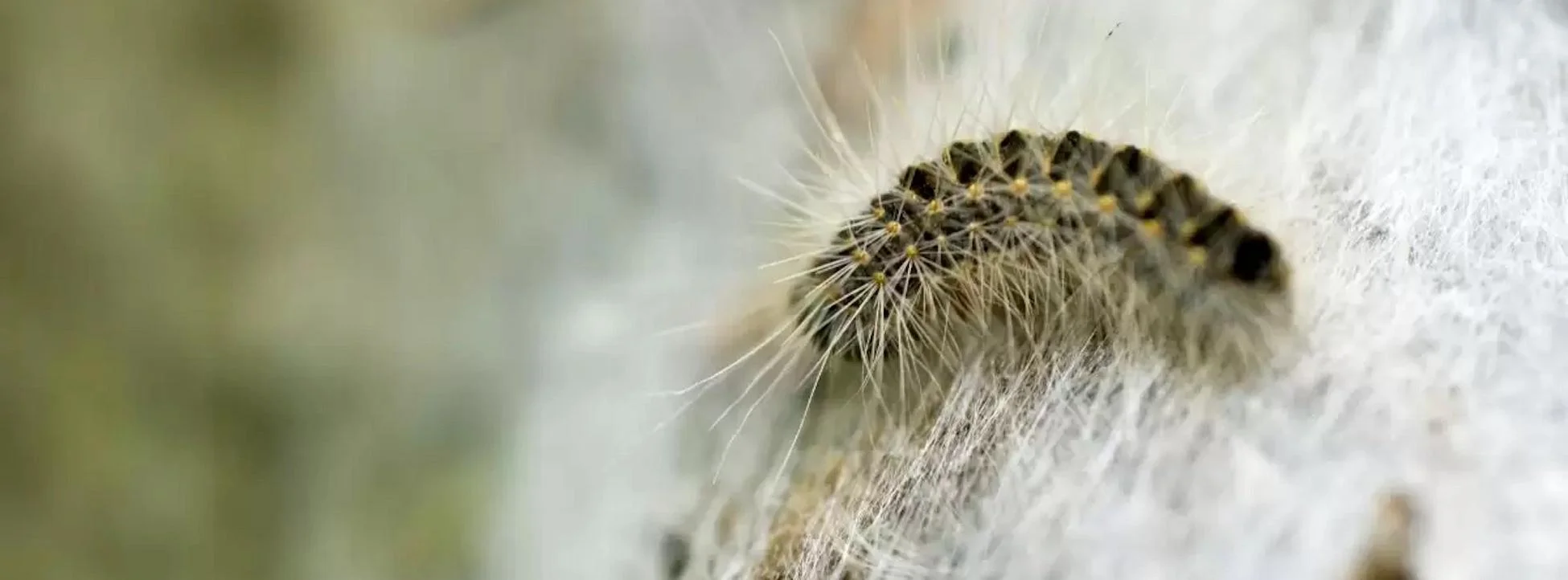 Chenille processionaire présente sur le tronc d'un arbre avec soies visibles, nécessitant une vigilance pour la sécurité