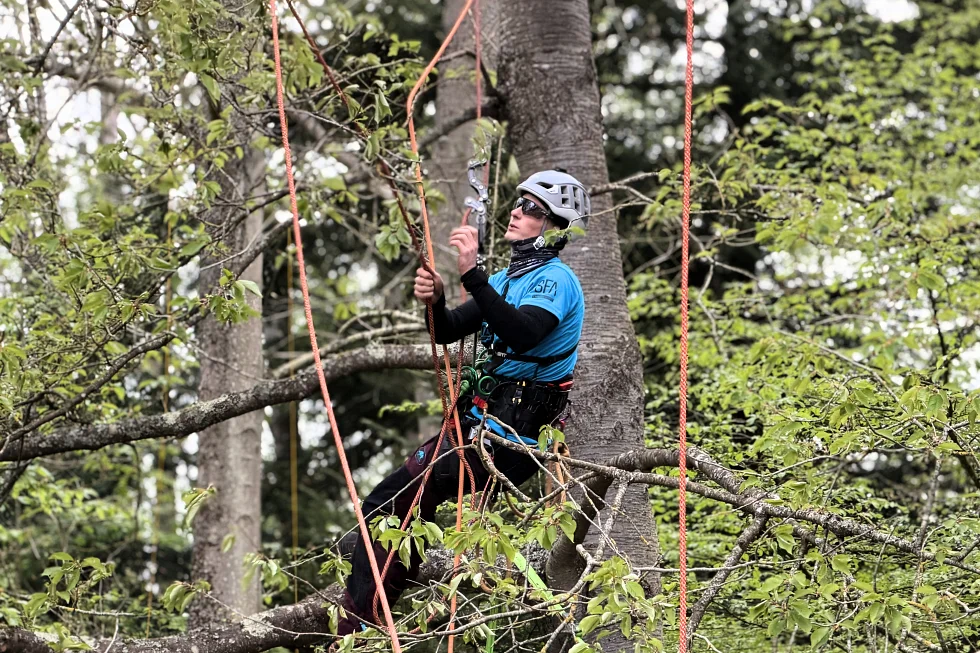 Arboriste-grimpeur-dans-un-arbre