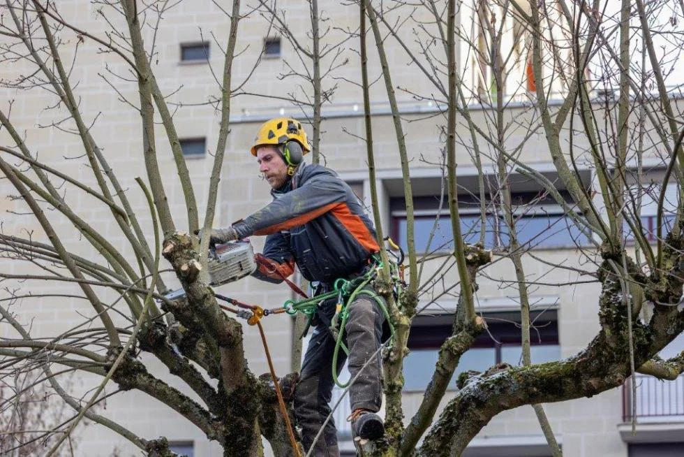 Arboriste équipé réalisant une taille d'arbre en hauteur dans un environnement urbain sécurisé
