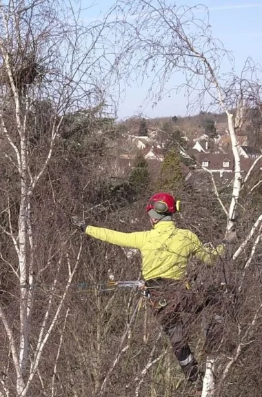 Arboriste élagueur dans un arbre : taille douce et raisonnée 