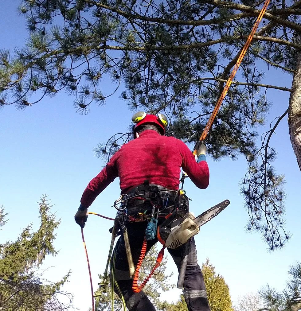 Elagueur grimpeur dans un pin, sécurisé par un cordage