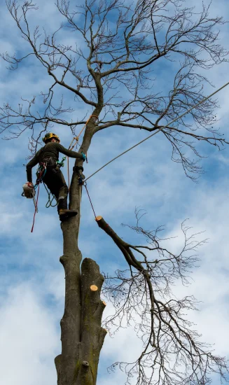 Abattage par démontage en rétention par un arboriste grimpeur Big Arbre 