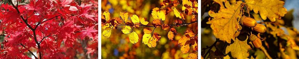 Feuilles des arbres en automne