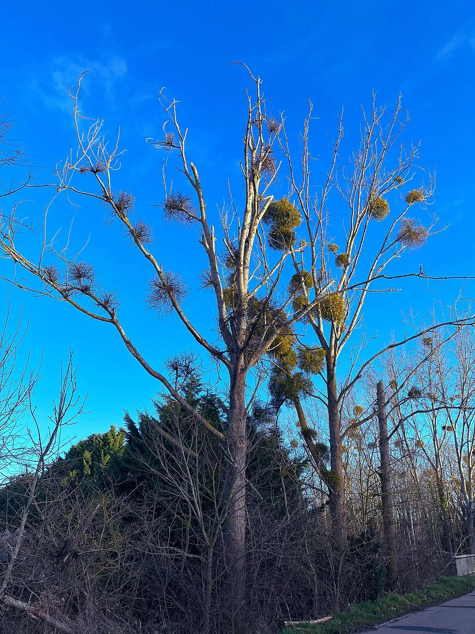 Arbres présentant plusieurs touffes de gui réparties sur la ramure