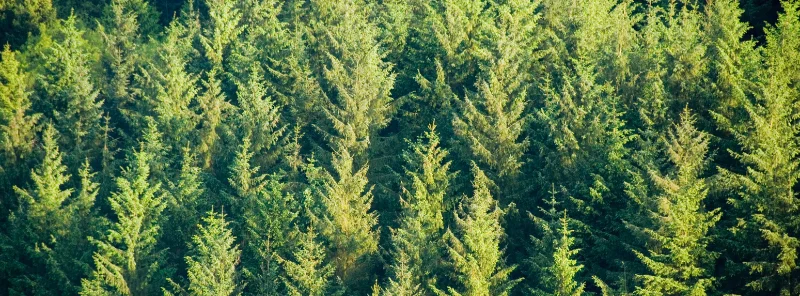 Ensemble de sapins formant un peuplement de conifères en milieu forestier
