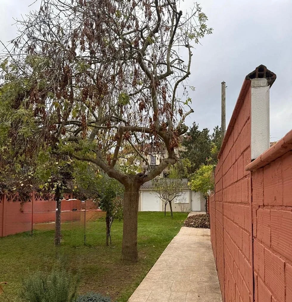 Arbre dans un jardin, porche d'un mur en brique