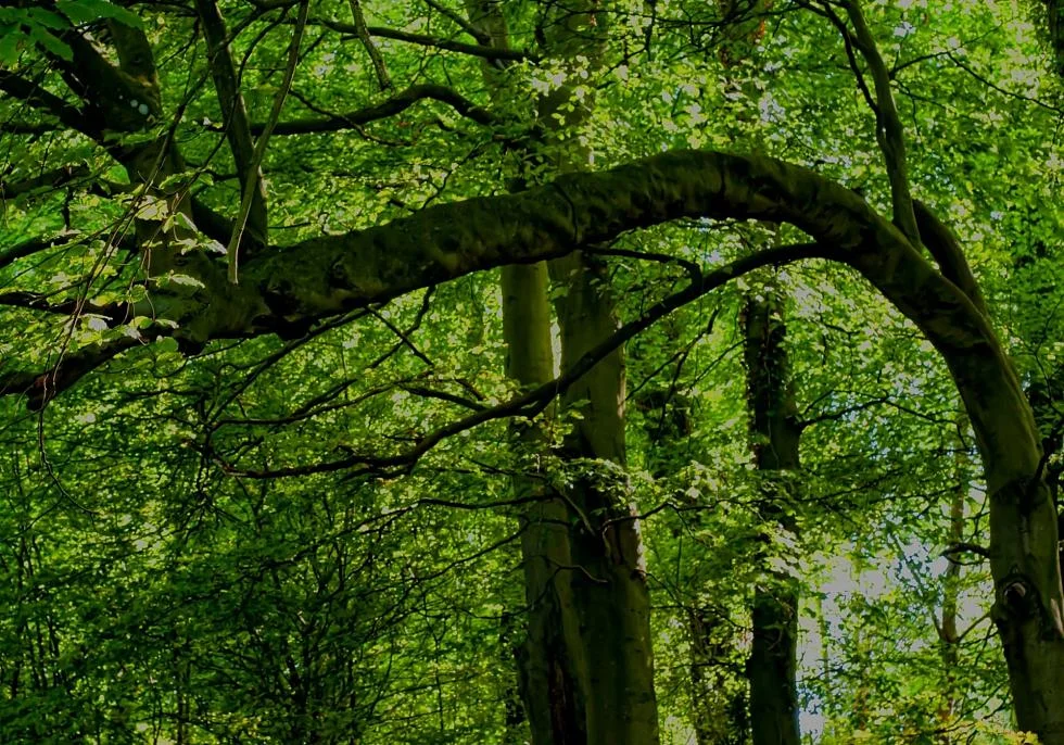 Arbre qui penche en forêt, entouré d'autres arbres 