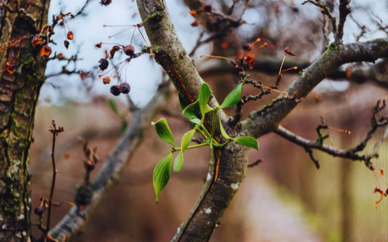 Jeune pousse de gui en cours de développement sur une branche d'arbre hôte